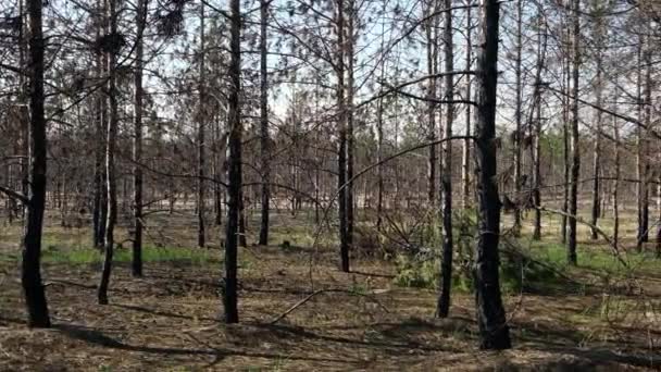 troncs brûlés de pins dans la forêt en frêne noir, Ukraine, région de Kherson, jour d'été 