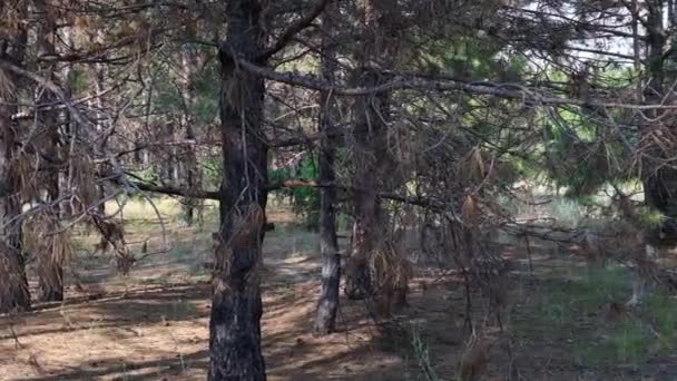 Καμένοι Κορμοί Πεύκων Στο Δάσος Μαύρη Τέφρα Ουκρανία Περιοχή Kherson — Αρχείο Βίντεο