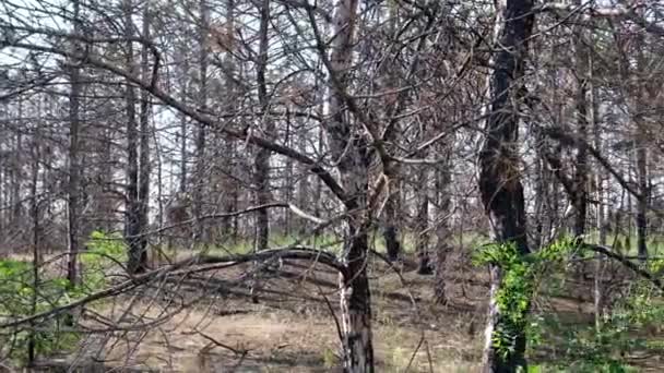 Troncos Queimados Pinheiros Floresta Cinzas Negras Ucrânia Região Kherson Dia — Vídeo de Stock