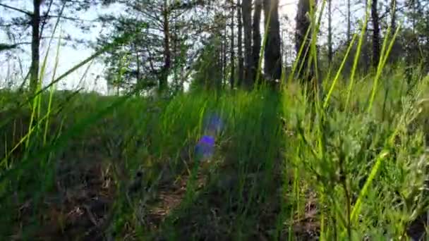 松林の中の緑の草 太陽のフレアと自然の美しい景色 ウクライナヘルソン地域 — ストック動画