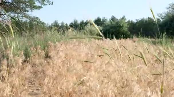 Herbe Jaunie Dans Les Steppes Ukraine Lisière Forêt Jour Été — Video