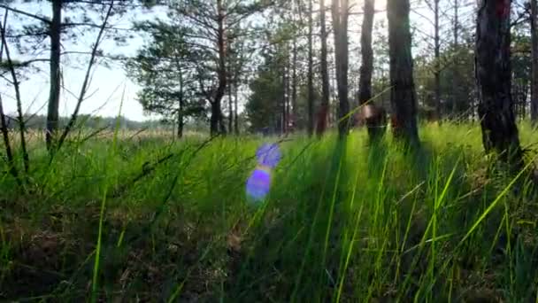 Grönt Gräs Tallskog Vacker Utsikt Över Naturen Med Soleruption Ukraina — Stockvideo