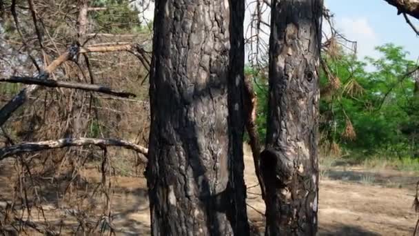 troncs brûlés de pins dans la forêt en frêne noir, Ukraine, région de Kherson, jour d'été 