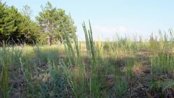 在森林边的乌克兰草原上的绿草 — 图库视频影像