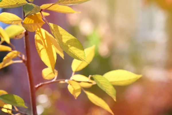 Κλαδί κεράσι με πράσινα και κίτρινα φύλλα το φθινόπωρο ηλιόλουστη μέρα — Φωτογραφία Αρχείου
