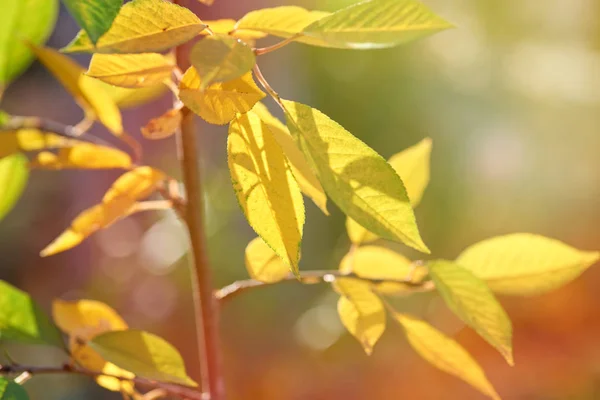 Kirschzweig mit grünen und gelben Blättern am sonnigen Herbsttag — Stockfoto