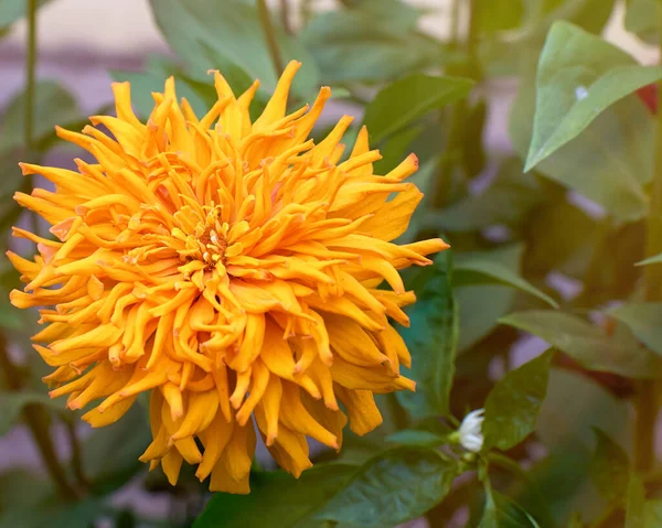 Blommande gul blomma zinnia i trädgården på en sommardag — Stockfoto