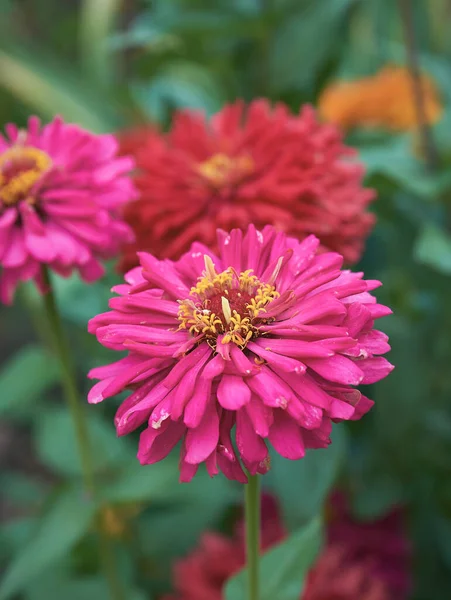 Flor rosa florescendo Zinnia no jardim em um dia de verão — Fotografia de Stock