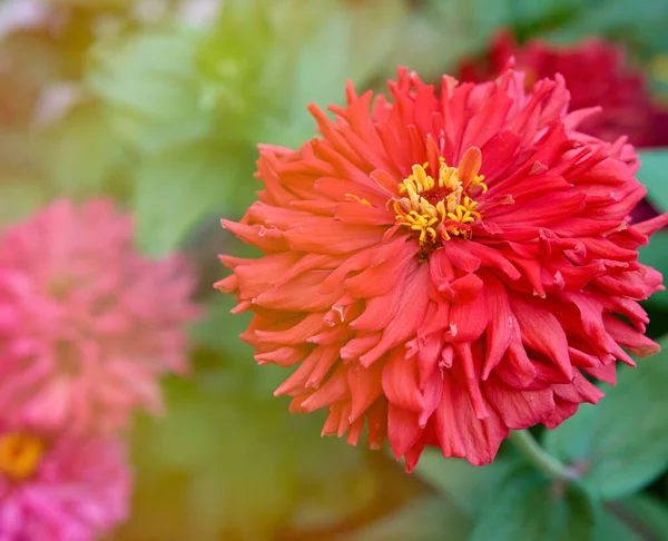 Red blooming Zinnia genus of annual and perennial herbs — Stockfoto