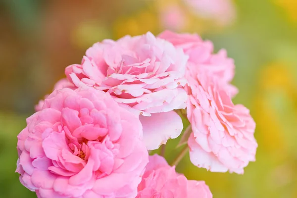 Knoppar av rosa blommande rosor i trädgården, strålar av den ljusa Su — Stockfoto