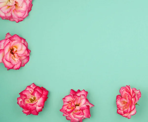 Yeşil bir arka planda pembe güller çiçeklenme tomurcukları — Stok fotoğraf