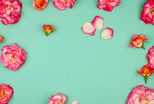 Botões floridos de rosas rosa em um fundo verde — Fotografia de Stock