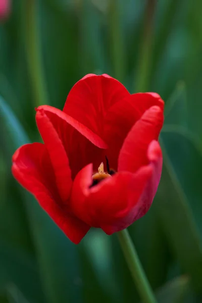 Gebied van Rode bloeiende tulpen op een zonnige dag — Stockfoto
