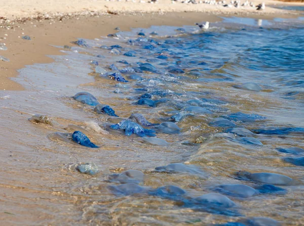 Martwe i żywe meduzy na wybrzeżu Morza Czarnego — Zdjęcie stockowe