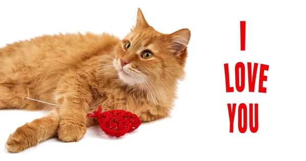 Adult red-haired domestic cat lies on a white background and hol — Stock Photo, Image