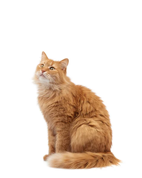 Erwachsene flauschige rote Katze sitzt vor weißem Hintergrund — Stockfoto