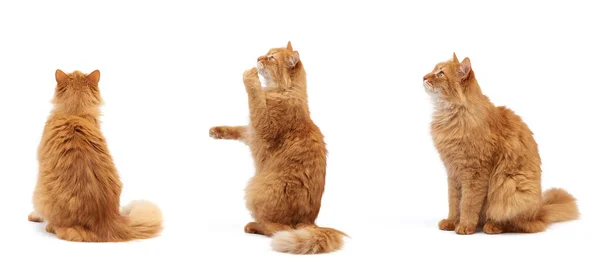 Adulto fofo gato vermelho senta-se em suas patas traseiras, patas dianteiras puxa para cima — Fotografia de Stock