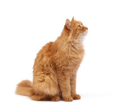 Yetişkin pofuduk kırmızı kedi yan oturuyor, şirin surat.