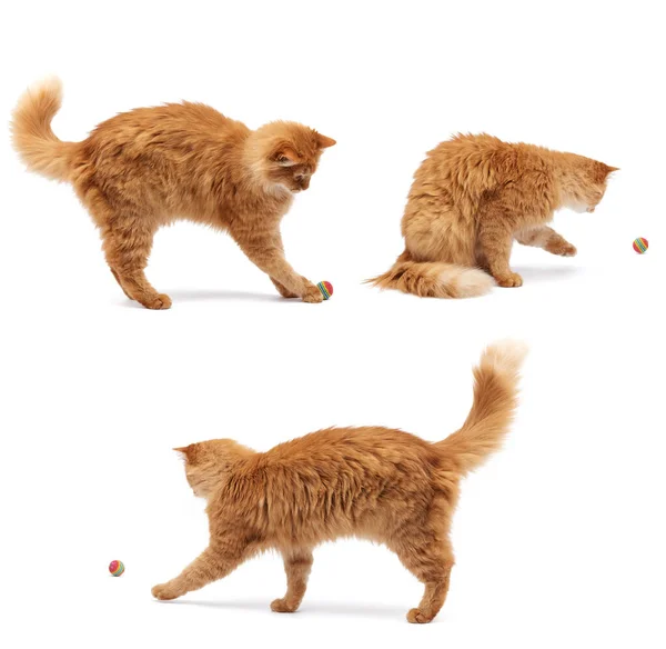 แมวสีแดงปุยผู้ใหญ่เล่นกับลูกบอลสีแดงบนพื้นหลังสีขาว — ภาพถ่ายสต็อก