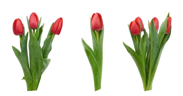 Tulipanes rojos florecientes con hojas verdes y tallo aislado en blanco — Foto de Stock