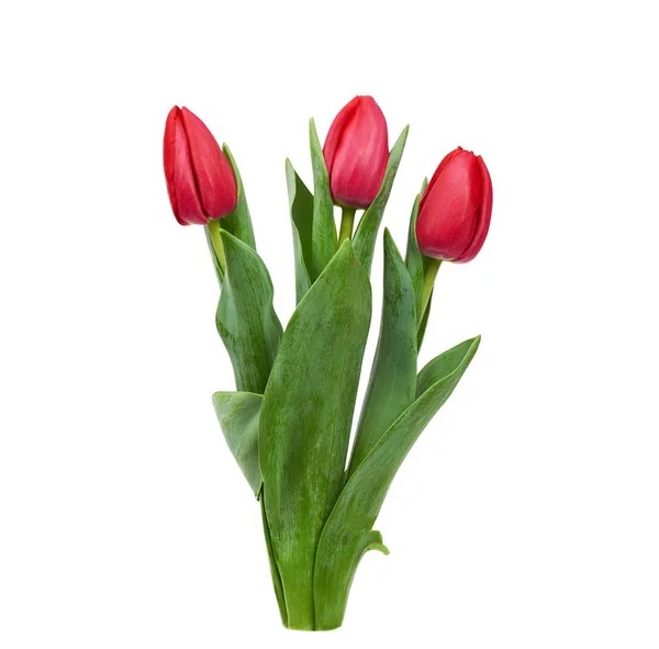Tres tulipanes rojos florecientes con hojas verdes y tallo aislado en — Foto de Stock