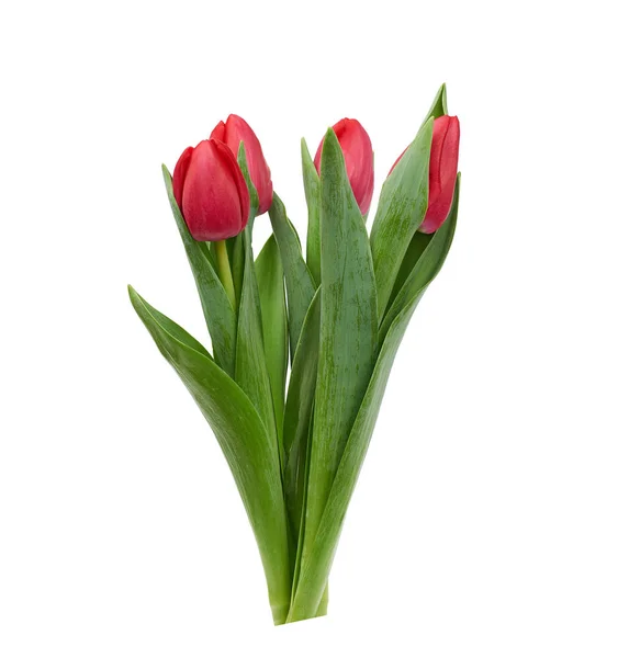 Tulipanes rojos florecientes con hojas verdes y tallo aislado en blanco — Foto de Stock