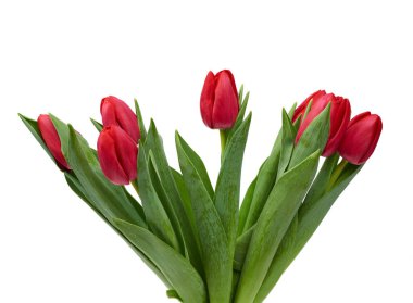 Yeşil yapraklı kırmızı laleler ve beyaz saplı saplar.