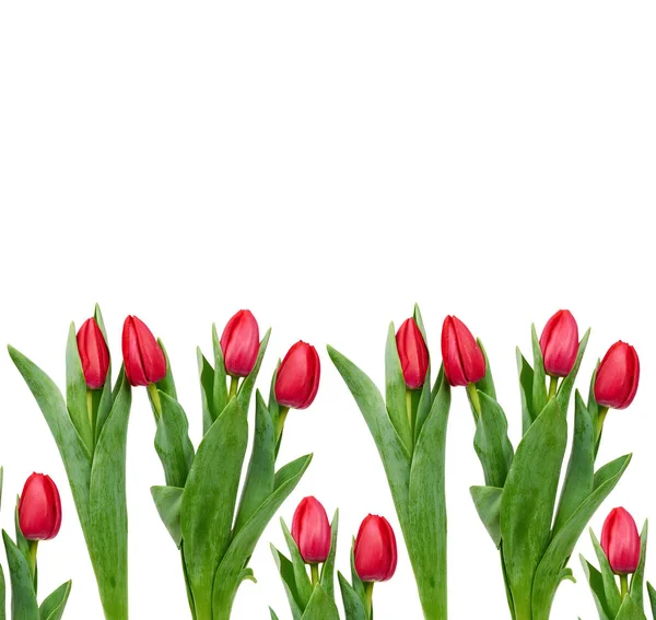 Tulipanes rojos florecientes con hojas verdes y tallo aislado en blanco — Foto de Stock