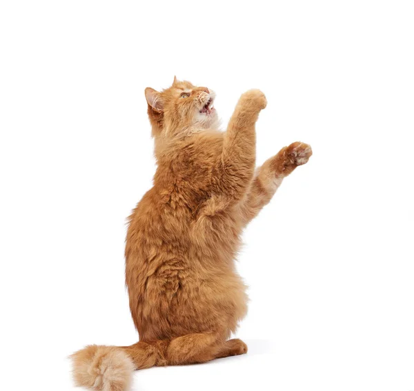 Dorosły rude puszysty kot podniósł jego przednia łapa w górę — Zdjęcie stockowe