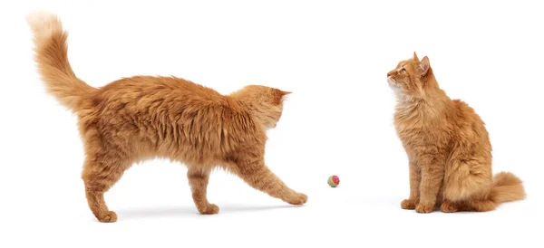 Ενήλικη χνουδωτή κόκκινη γάτα παίζει με μια κόκκινη μπάλα σε λευκό φόντο — Φωτογραφία Αρχείου