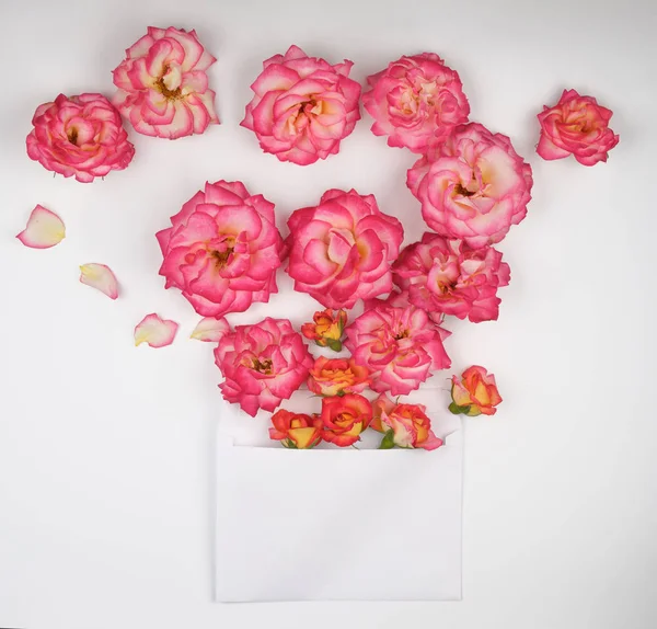 Bloeiende Knoppen Van Roze Rozen Witte Envelop Witte Achtergrond Bovenaanzicht — Stockfoto