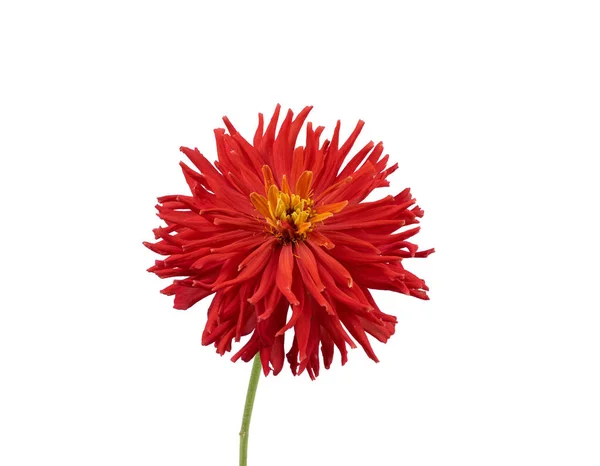 Červená Kvetoucí Zinnie Pupen Izolované Bílém Pozadí Zblízka — Stock fotografie