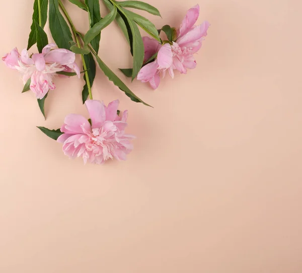 Virágzó Rózsaszín Bazsarózsa Bimbó Barack Háttér Üres Hely Közepén Felülnézet — Stock Fotó