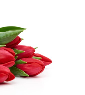 blooming red tulips with green leaves and stem isolated on white background, spring flowers, element for designer, flowers are in the corner