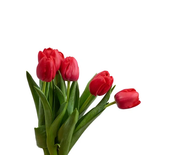 Tulipanes Rojos Florecientes Con Hojas Verdes Tallo Aislado Sobre Fondo — Foto de Stock