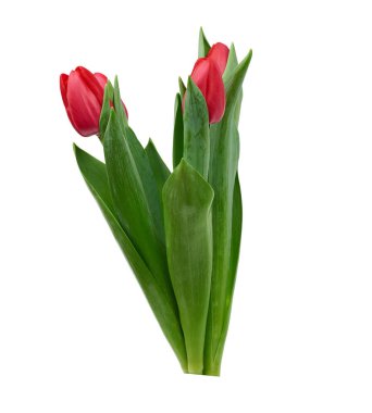 blooming red tulips with green leaves and stem isolated on white background, spring flowers, element for designer