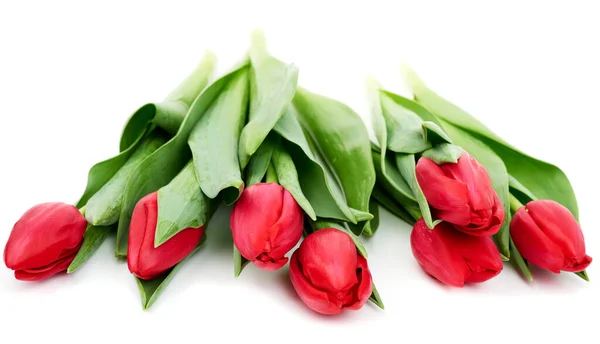 Букет Свежих Красных Цветущих Тюльпанов Зелеными Листьями Стеблем Белом Фоне — стоковое фото