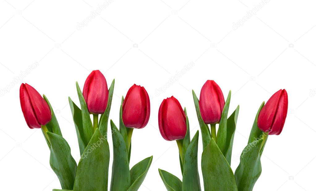 blooming red tulips with green leaves and stem isolated on white background, spring flowers, element for designer, Mother's Day holiday backdrop. copy space