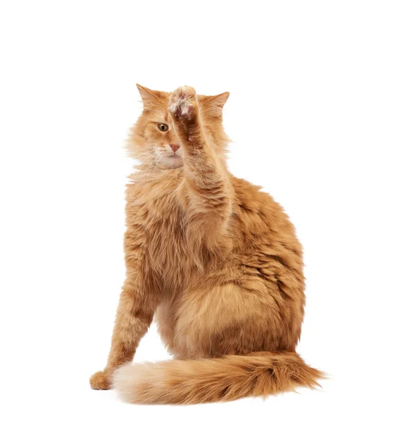 Gato Vermelho Fofo Adulto Bonito Sentado Levantou Patas Dianteiras Imitação — Fotografia de Stock