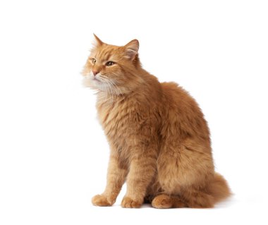 Yetişkin tüylü kırmızı kedi yan oturuyor, sevimli yüz, beyaz arka planda izole edilmiş bir hayvan.