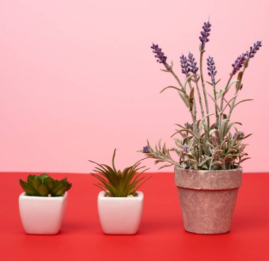 Gri seramik kap, büyüyen bir lavanta çalısı ve kırmızı arka planda bitkileri olan iki seramik kap.