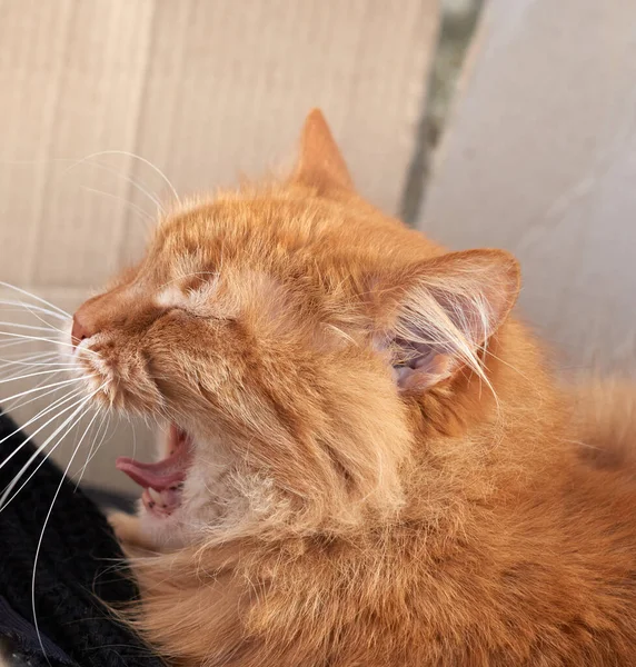 Chat Rouge Adulte Dort Bâille Gros Plan — Photo