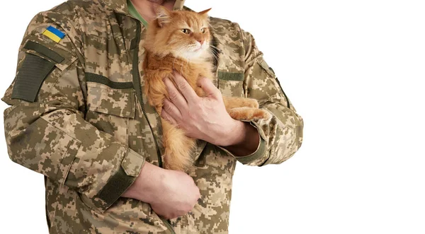 Воїн Чоловік Формі Української Армії Тримає Дорослу Червону Кішку Під — стокове фото
