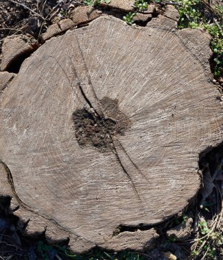 Ağacın yuvarlak kesimi, üst görünüm, kapat
