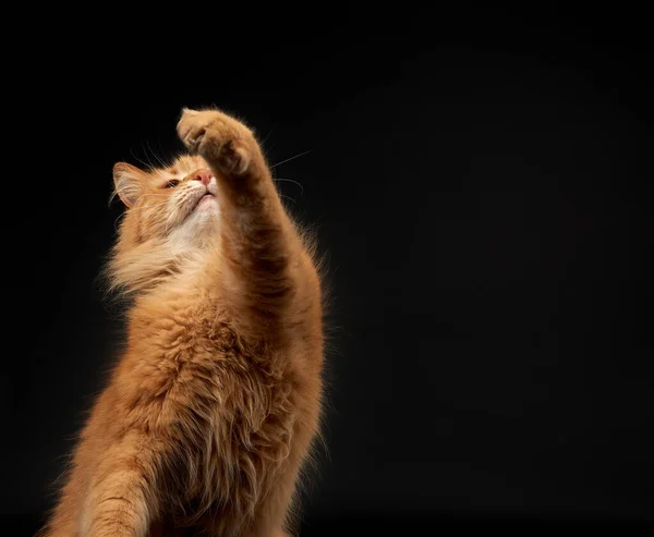 Erwachsene Rote Katze Hob Die Vorderpfote Tier Wird Auf Schwarzem — Stockfoto