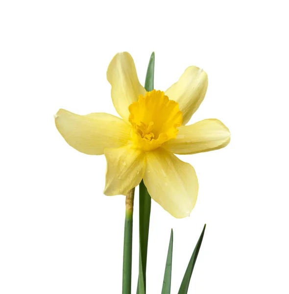 Blooming Yellow Daffodil Bud Green Leaves Isolated White Background Spring — Stock Photo, Image