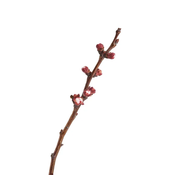Κλαδί Βερίκοκης Μπουμπούκια Λουλουδιών Χωρίς Φύσημα Που Απομονώνονται Λευκό Φόντο — Φωτογραφία Αρχείου