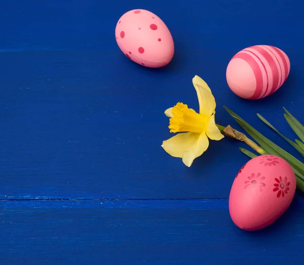 蓝色木制背景的黄色开花水仙花和复活节粉色蛋 假日背景 — 图库照片