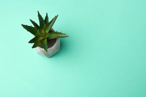 Pot Keramik Dengan Tumbuh Aloe Pada Latar Belakang Hijau Top — Stok Foto
