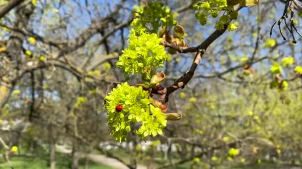 Red Ladybug Sitting Branch Green Leaves Spring Day Close — Stock Video